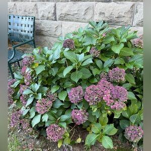 Meet your Posher, Brenda